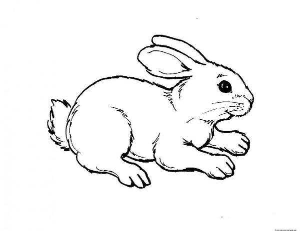 Vẽ con thỏ tập tô màu cho bé