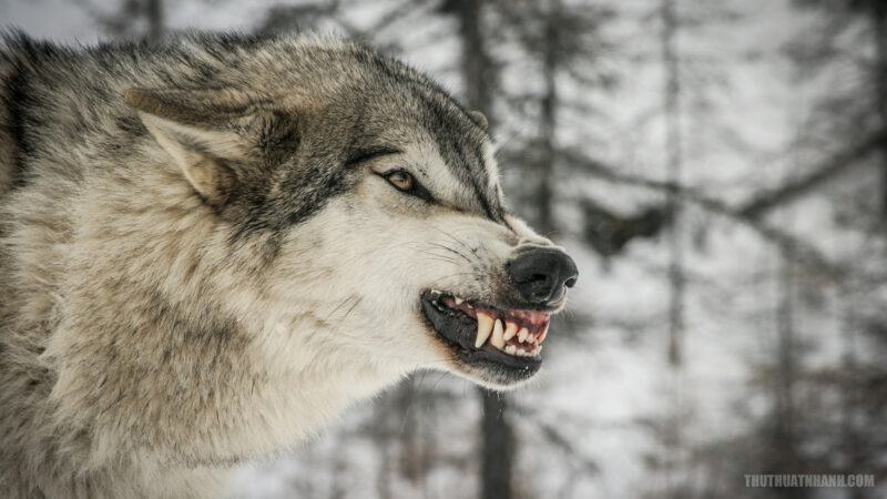hình ảnh chó sói săn mồi
