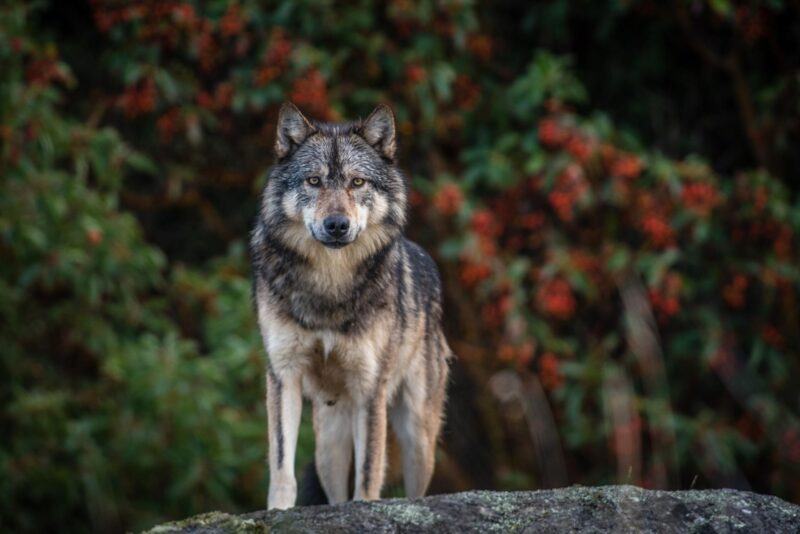 Hình ảnh chó sói đẹp hoang dã