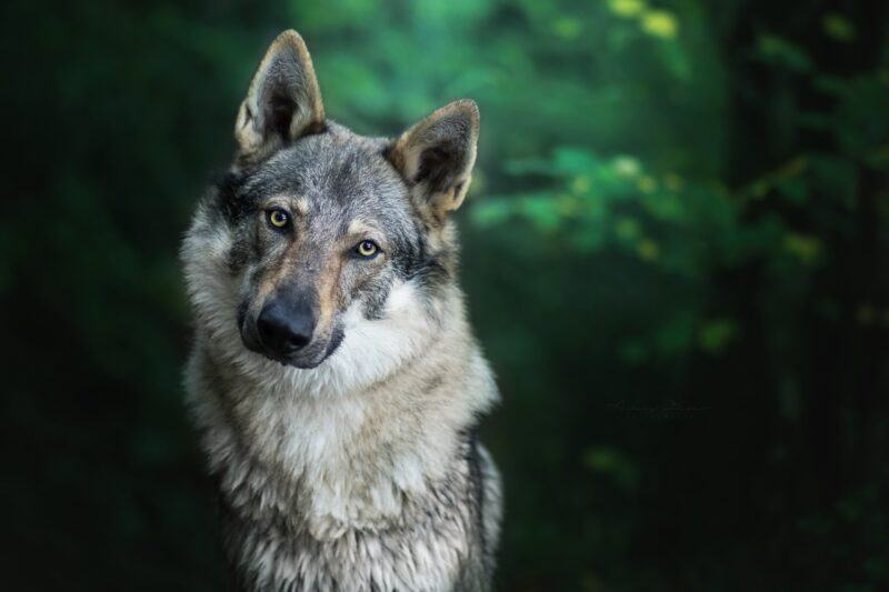 Hình ảnh của một con sói đáng ngờ