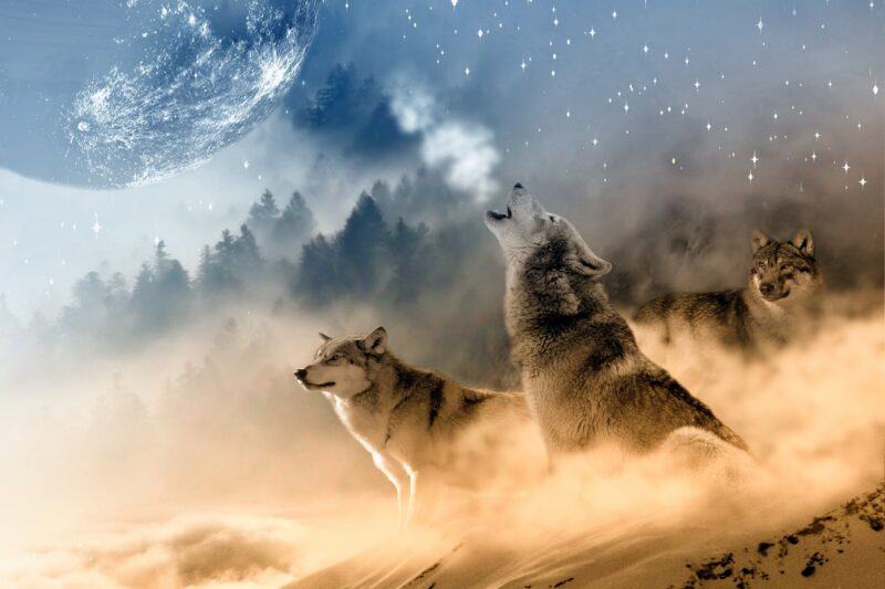 Hình ảnh một con sói dũng mãnh