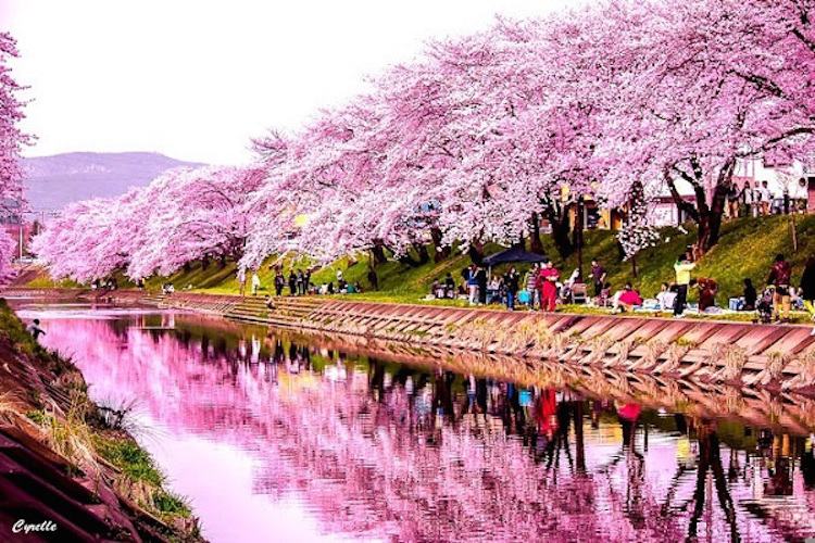 Dòng sông bên những cây hoa anh đào đẹp nhất Nhật Bản