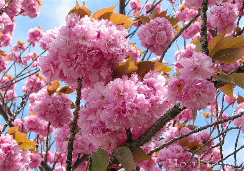 Giới thiệu vẻ đẹp hoa anh đào Nhật Bản