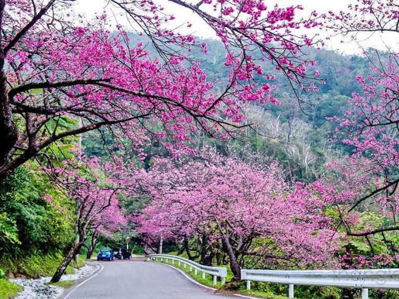 Du lịch Nhật Bản ngắm những hình ảnh hoa anh đào đẹp nhất