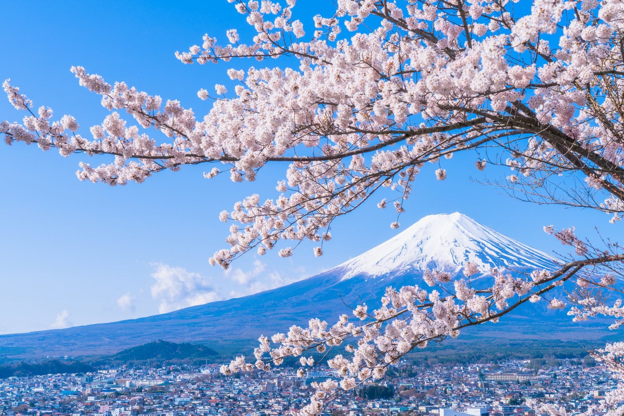 Hình ảnh hoa anh đào Nhật Bản trong mùa đông lạnh giá