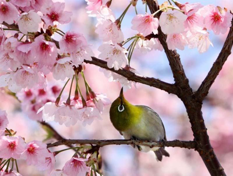 Hình nền hoa anh đào Nhật Bản trong sáng đẹp nhất