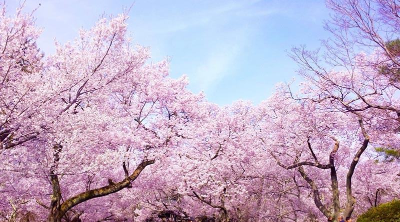 Hình nền hoa anh đào Nhật Bản đẹp nhất