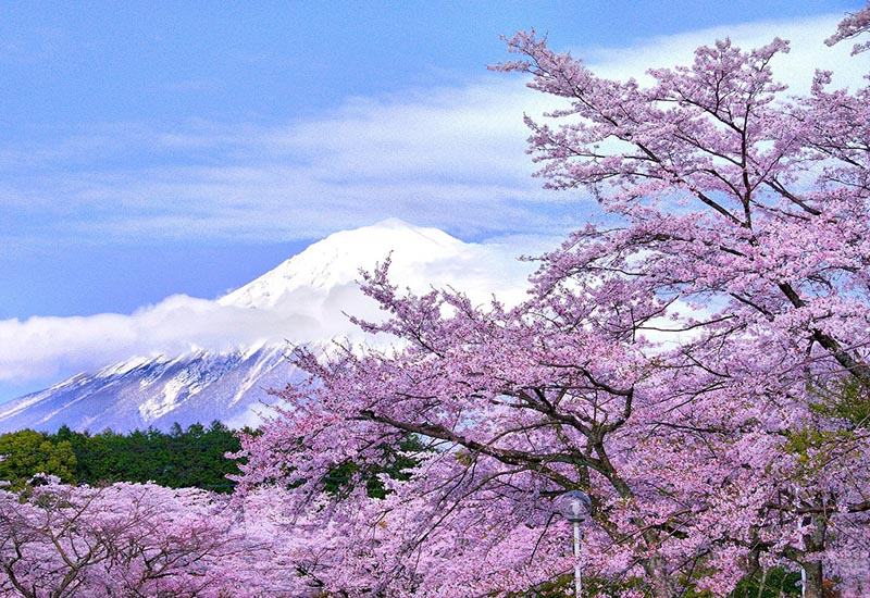 Khi nào hoa anh đào Nhật Bản nở?