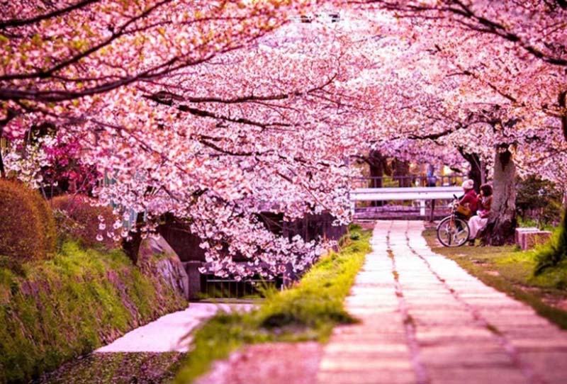 Lễ hội hoa anh đào Nhật Bản diễn ra vào tháng mấy?