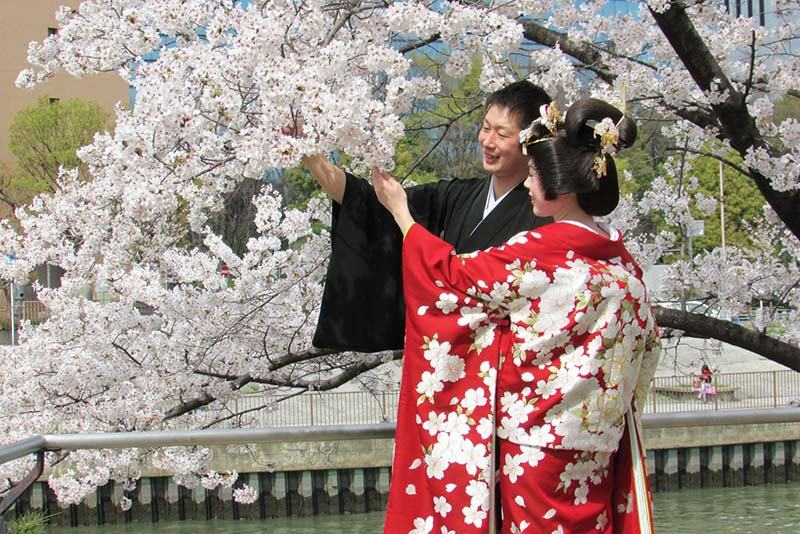 Kyoto tràn ngập hoa anh đào Nhật Bản