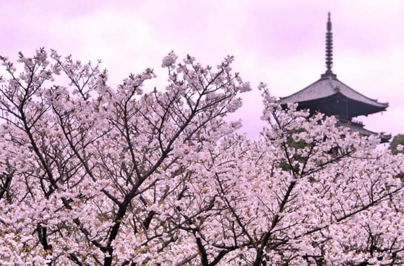Thưởng thức hoa anh đào Nhật Bản với những hình ảnh đẹp nhất