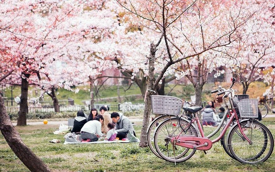 Tìm hiểu về lễ hội hoa anh đào ở Nhật Bản