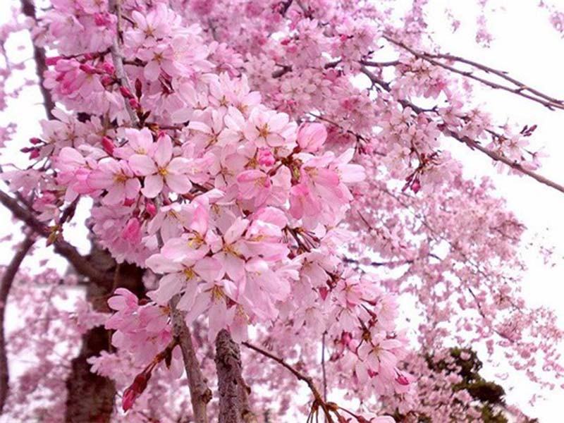 Chào mừng lễ hội hoa anh đào của Nhật Bản hình ảnh đẹp nhất