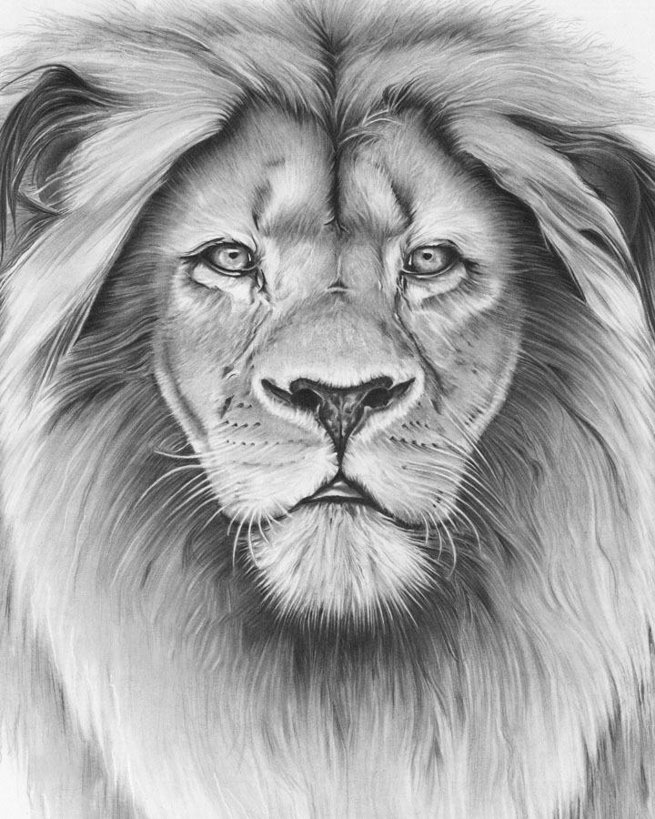 Vẽ sư tử dễ thương