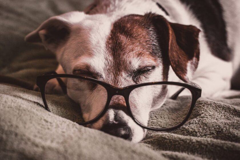 Con chó buồn ngủ với kính