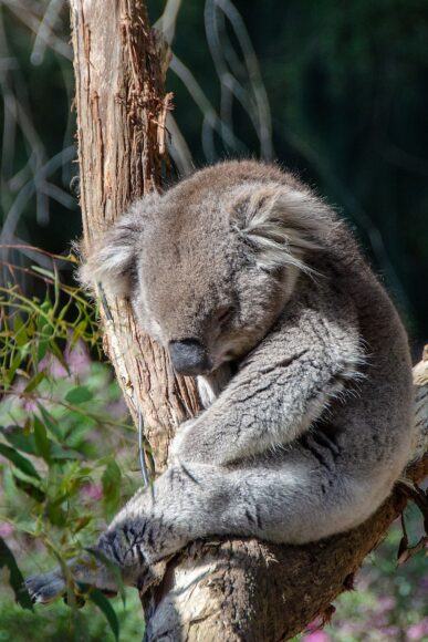 hình ảnh koala buồn ngủ