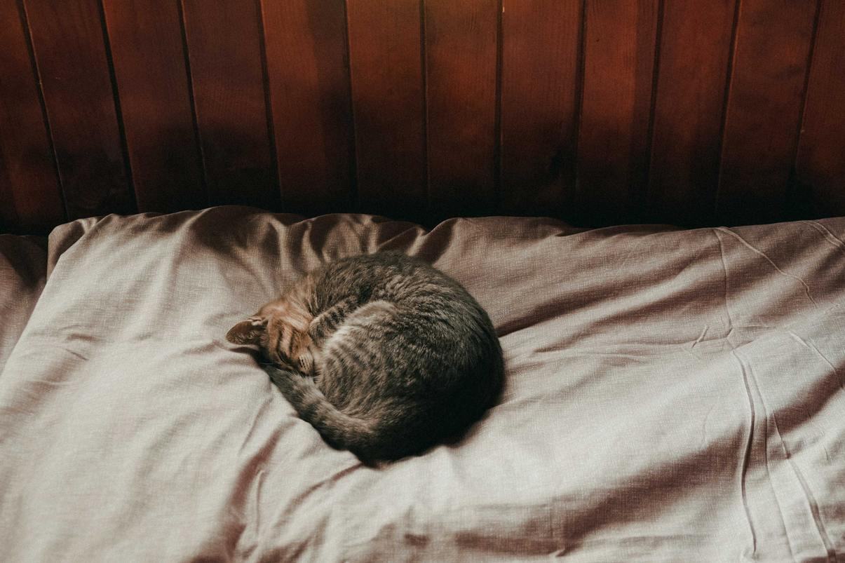 Hình ảnh mèo mướp đang ngủ