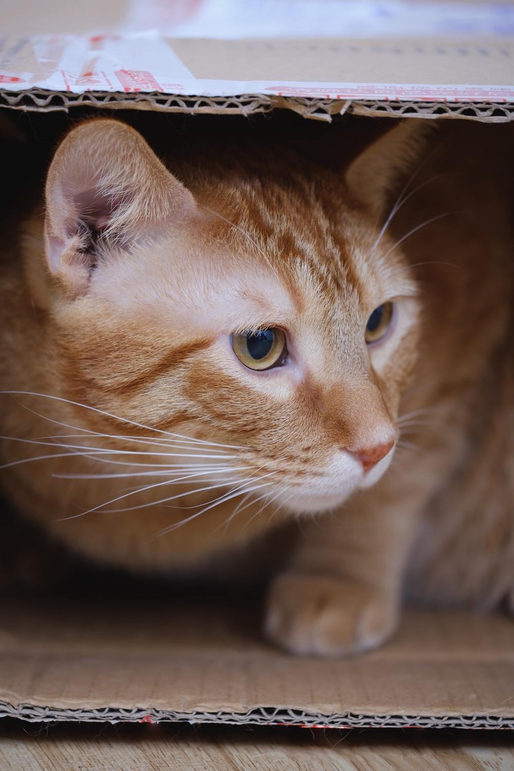 Hình ảnh mèo mướp vàng