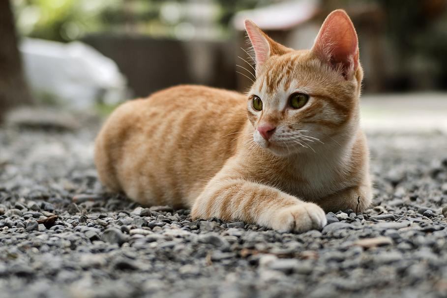 Hình ảnh mèo mướp vàng đẹp nhất
