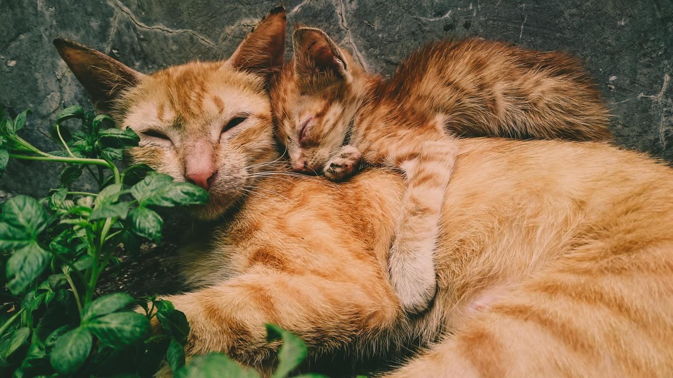 Hình ảnh mèo mướp Việt Nam