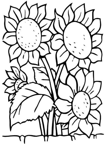 Vườn hoa hướng dương minh họa đen trắng