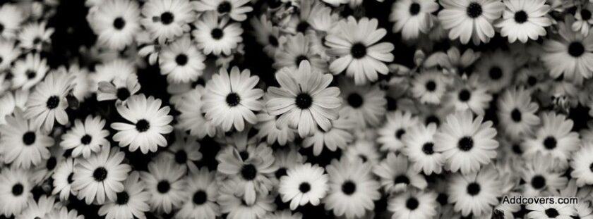 Hoa cúc hoa cúc ảnh bìa đen trắng