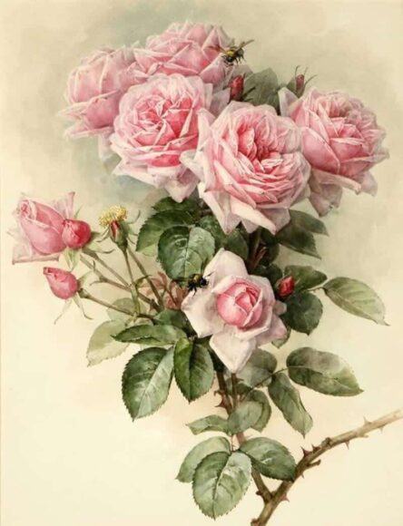 Tranh hoa hồng có gai đẹp nhất