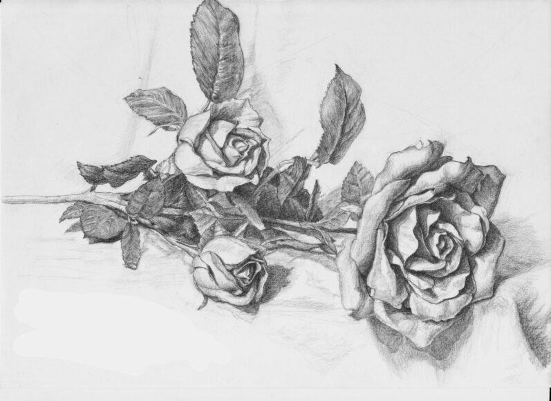 vẽ hoa hồng bằng bút chì