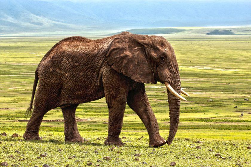 Hình ảnh một con voi già trên đồng cỏ