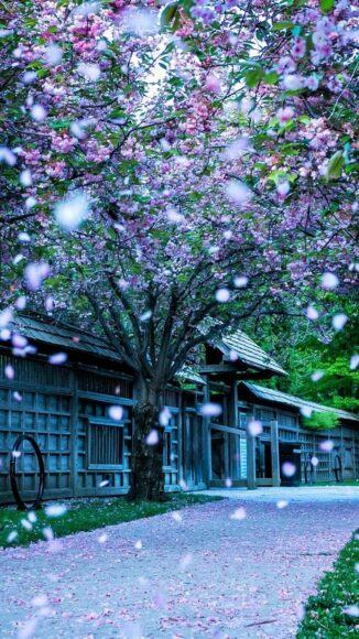 Hình ảnh mùa xuân tuyệt đẹp ở Nhật Bản
