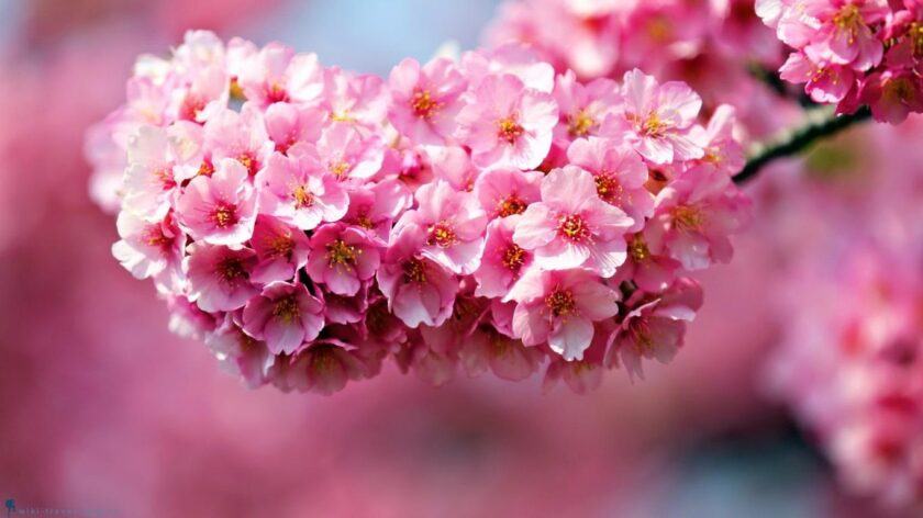 Những bức ảnh mùa xuân đẹp nhất với hoa anh đào tuyệt đẹp
