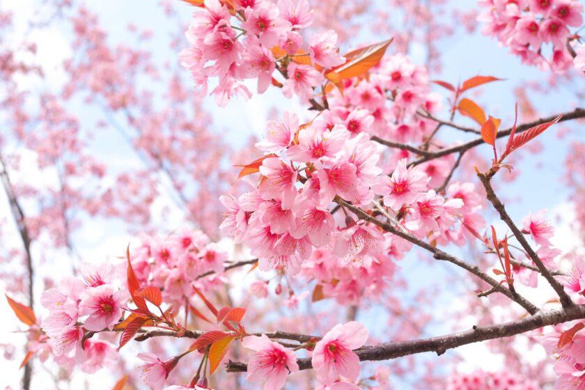 Hình ảnh mùa xuân tuyệt đẹp của hoa anh đào nở rộ