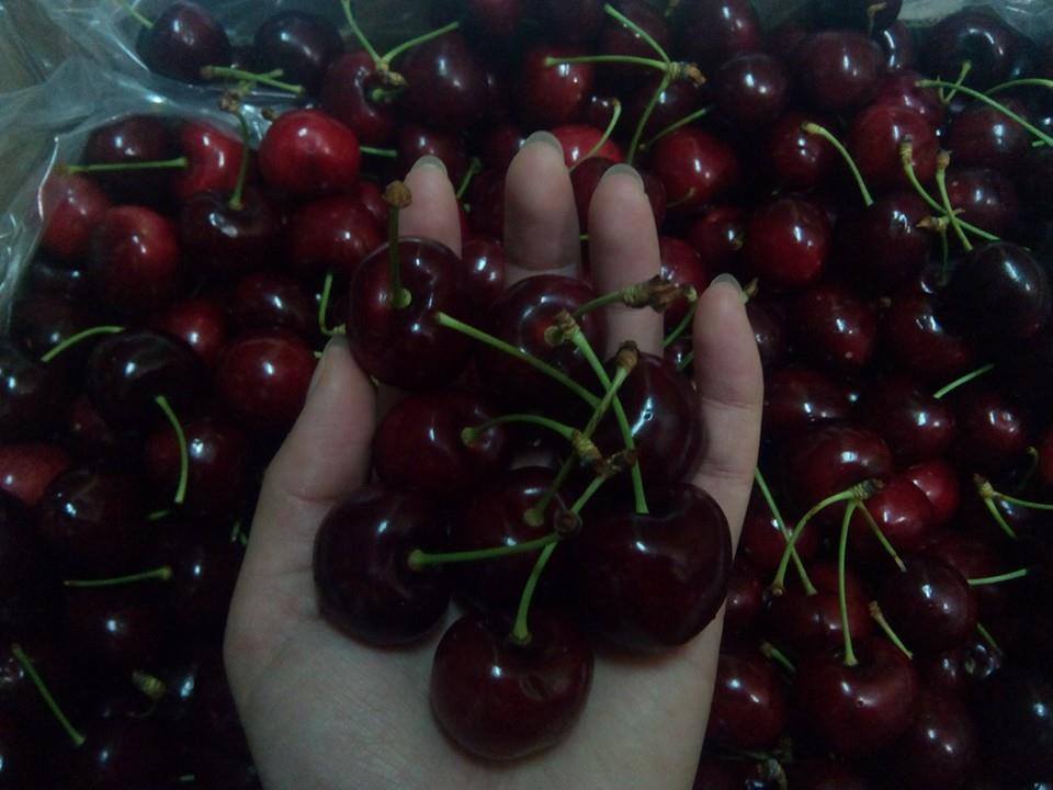 Hình ảnh bảo quản cherry nhập khẩu