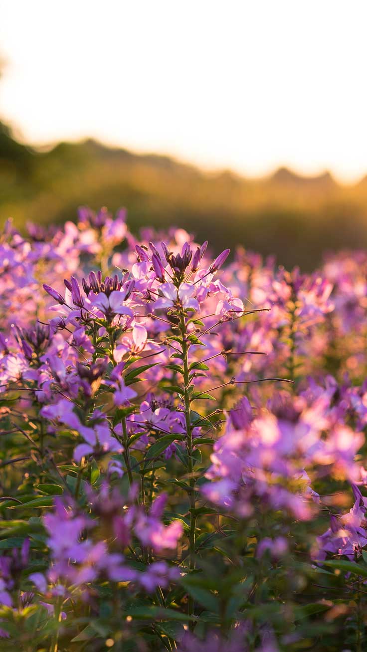 Hình ảnh mùa xuân đẹp với hoa màu tím