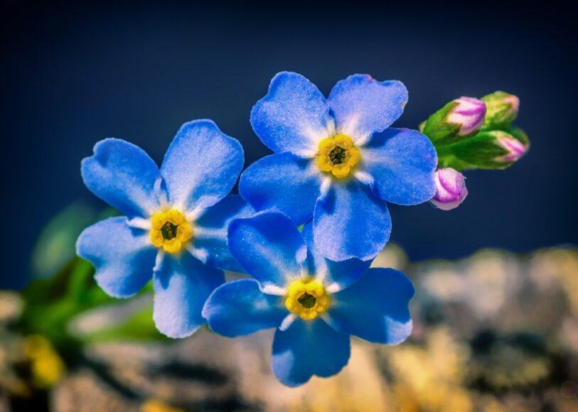 Hình ảnh hoa lưu ly xanh