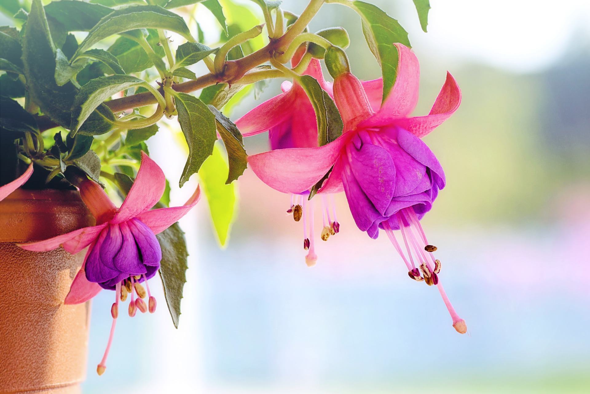 Hình Nền Hoa Fuchsia - Fuchsia