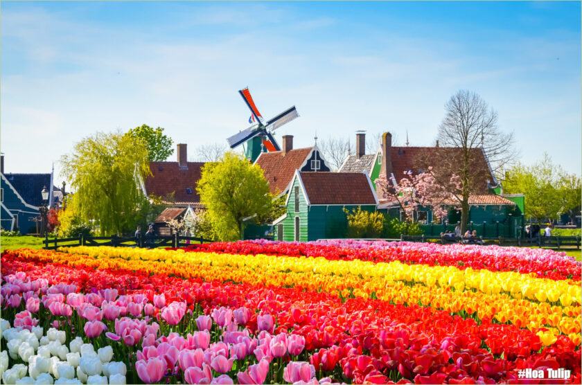hình ảnh vườn hoa tulip đẹp