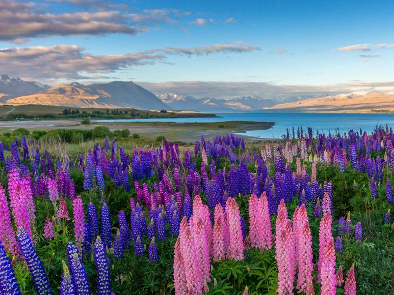 Hình ảnh cánh đồng hoa lupin bên hồ Tekapo, New Zealand