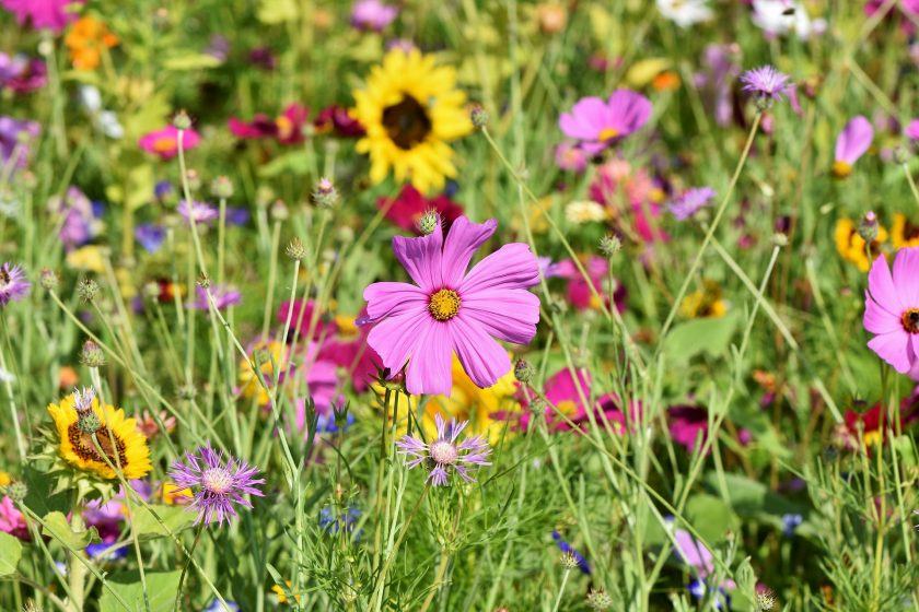 Hình ảnh của Starflower Meadow