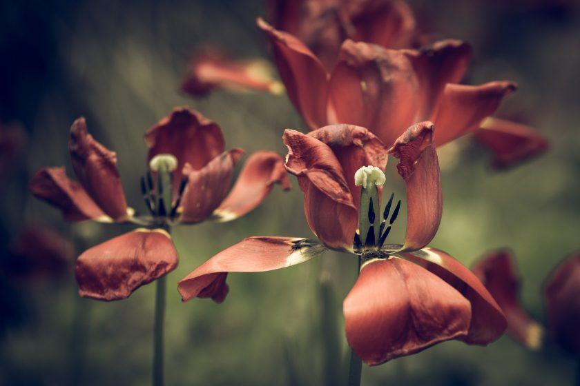 Hình ảnh cuối cùng của bạn về hoa tulip