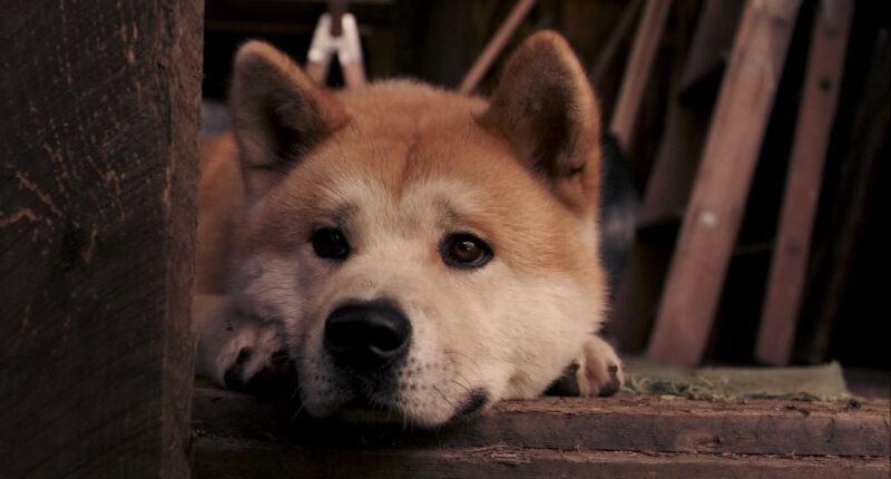 Hình ảnh chú chó Hachiko buồn