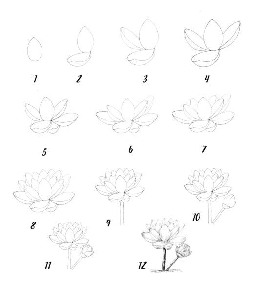 Cách vẽ hoa sen từng bước