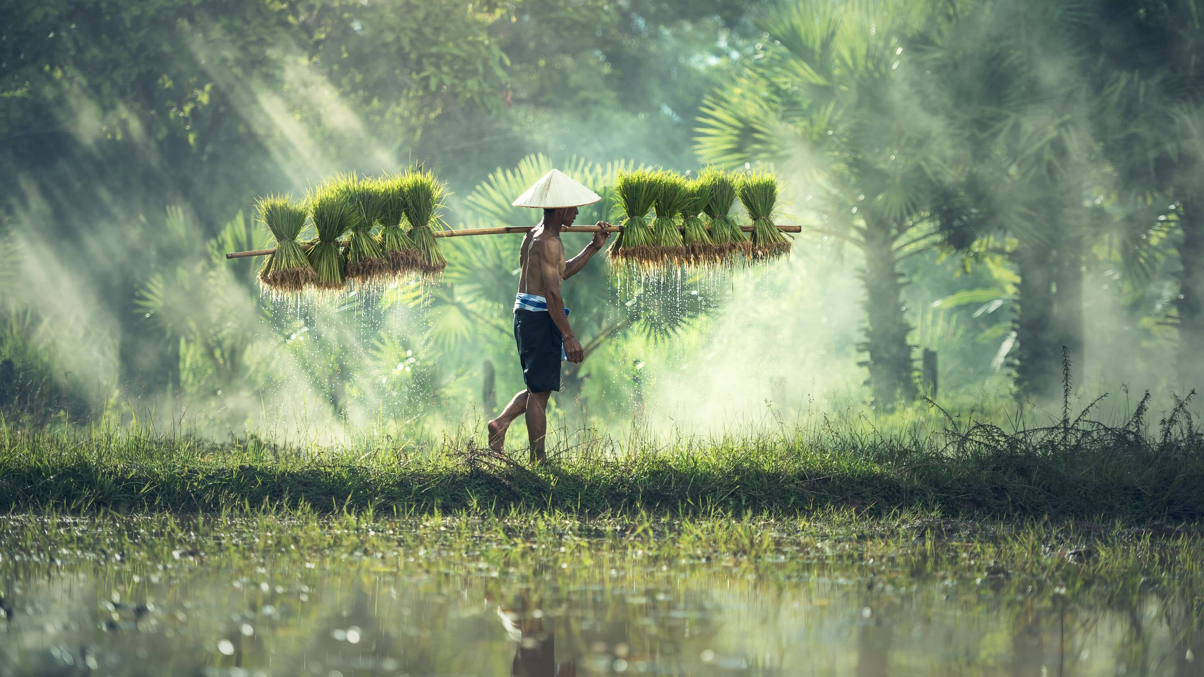 Hình nền nông dân lao động đẹp 4k