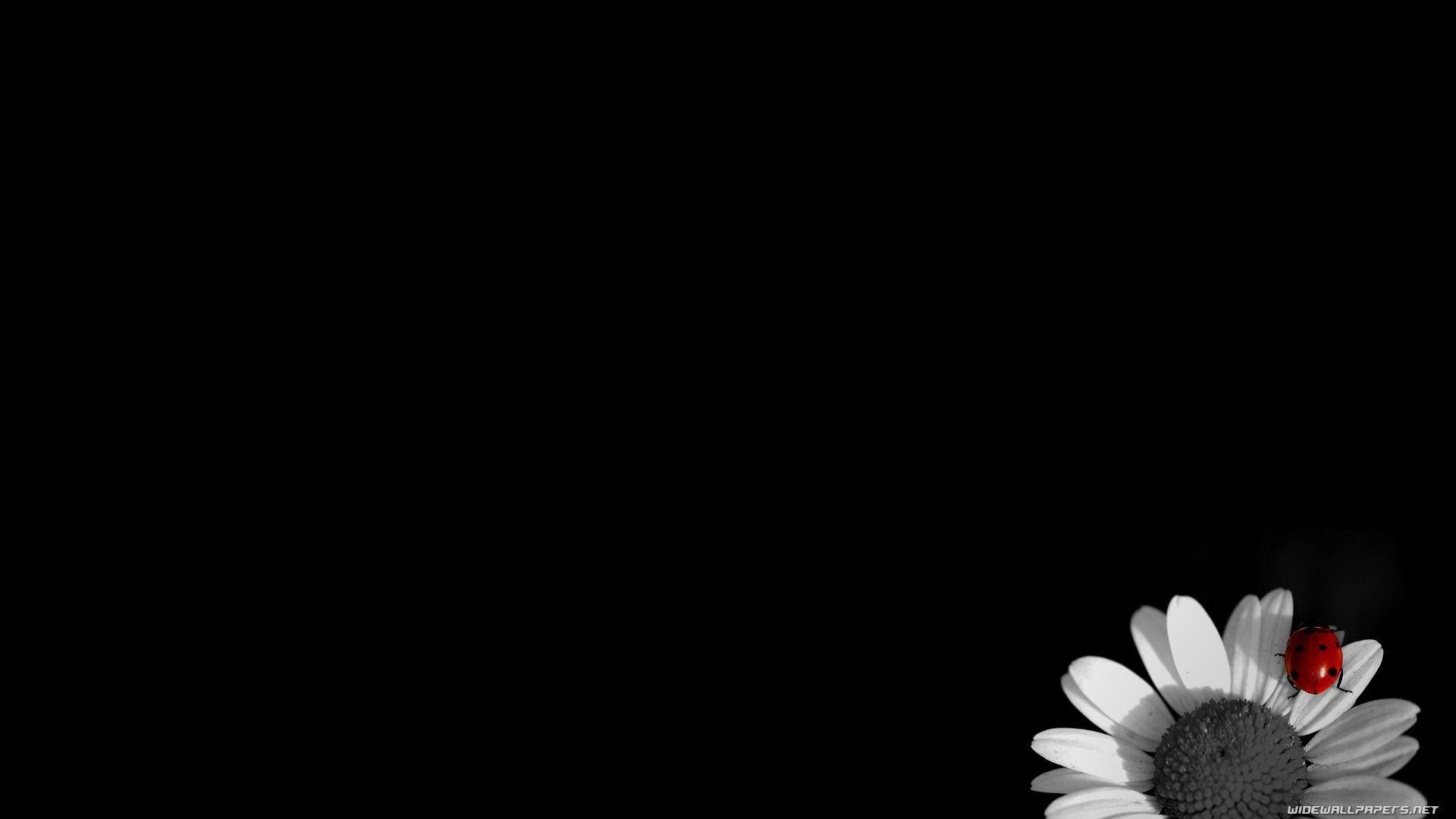 Hình nền hoa cúc đen trắng