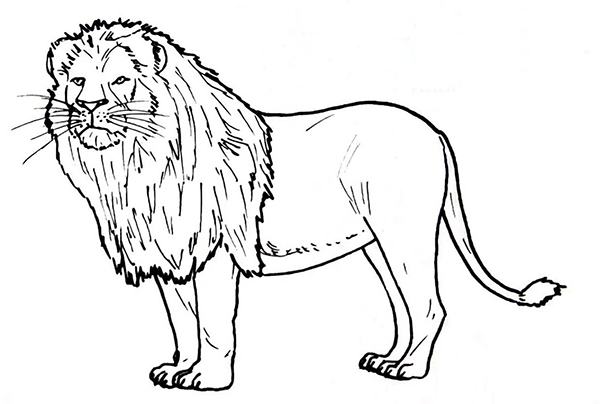 Tô màu con sư tử trong rừng cho bé 6 tuổi