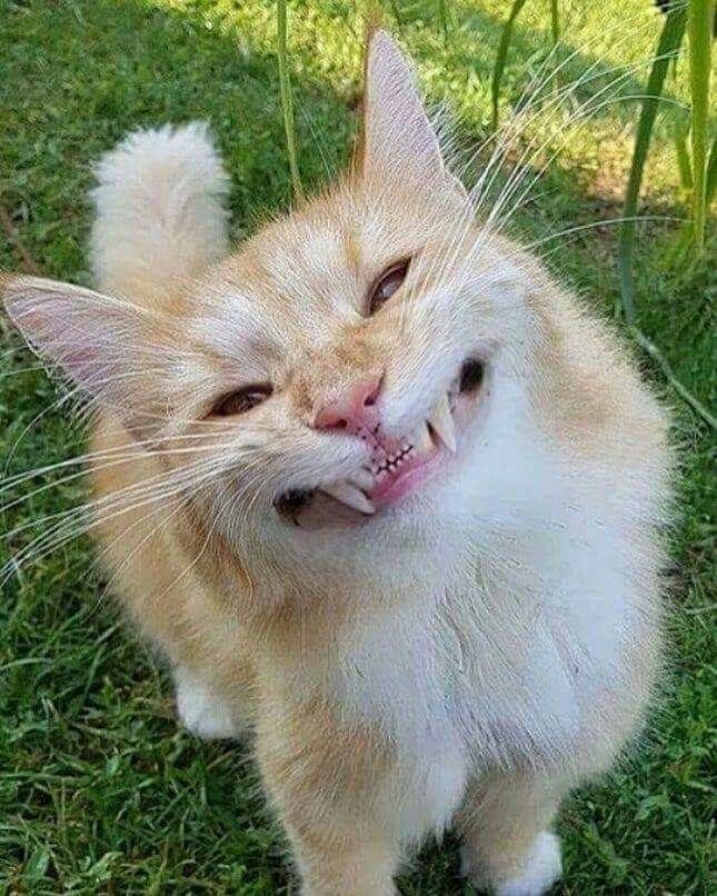 Hình ảnh mèo cười dễ thương