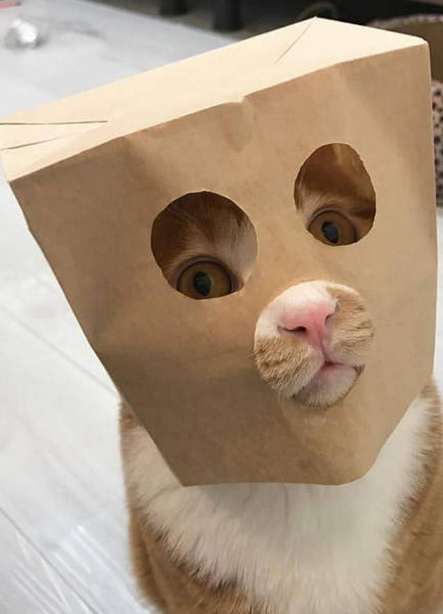Hình ảnh chú mèo ngộ nghĩnh trong hộp