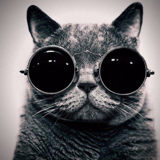 Hình ảnh ngộ nghĩnh về những chú mèo đeo kính