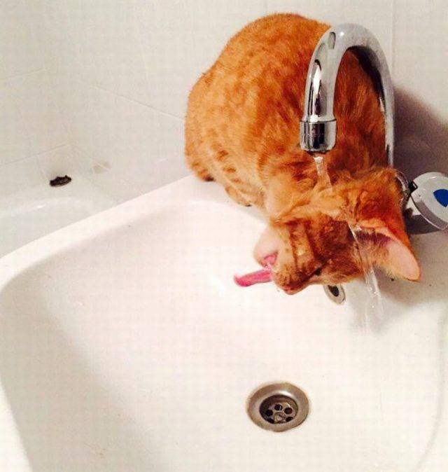 Hình ảnh cực ngộ nghĩnh về chú mèo đang uống nước