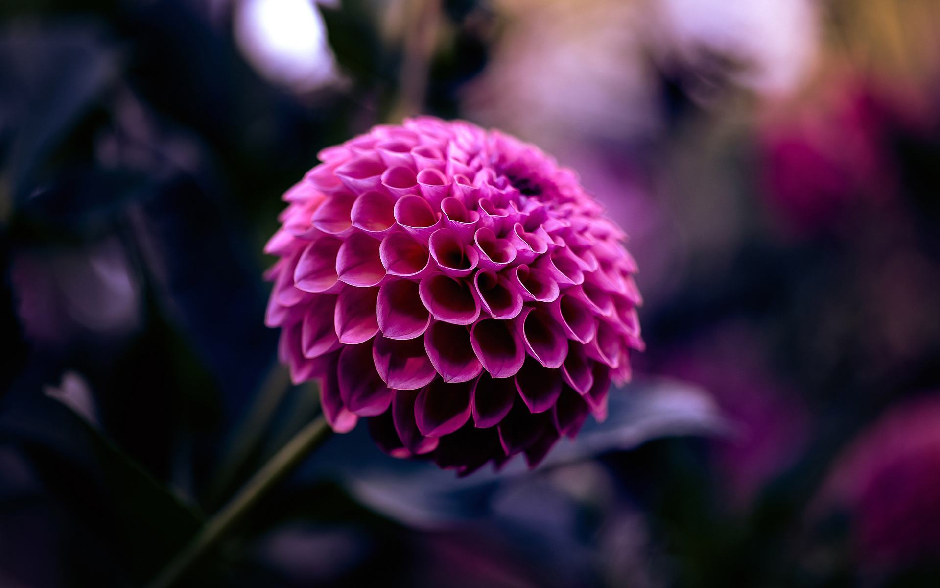 Hình ảnh hoa thược dược màu tím đẹp